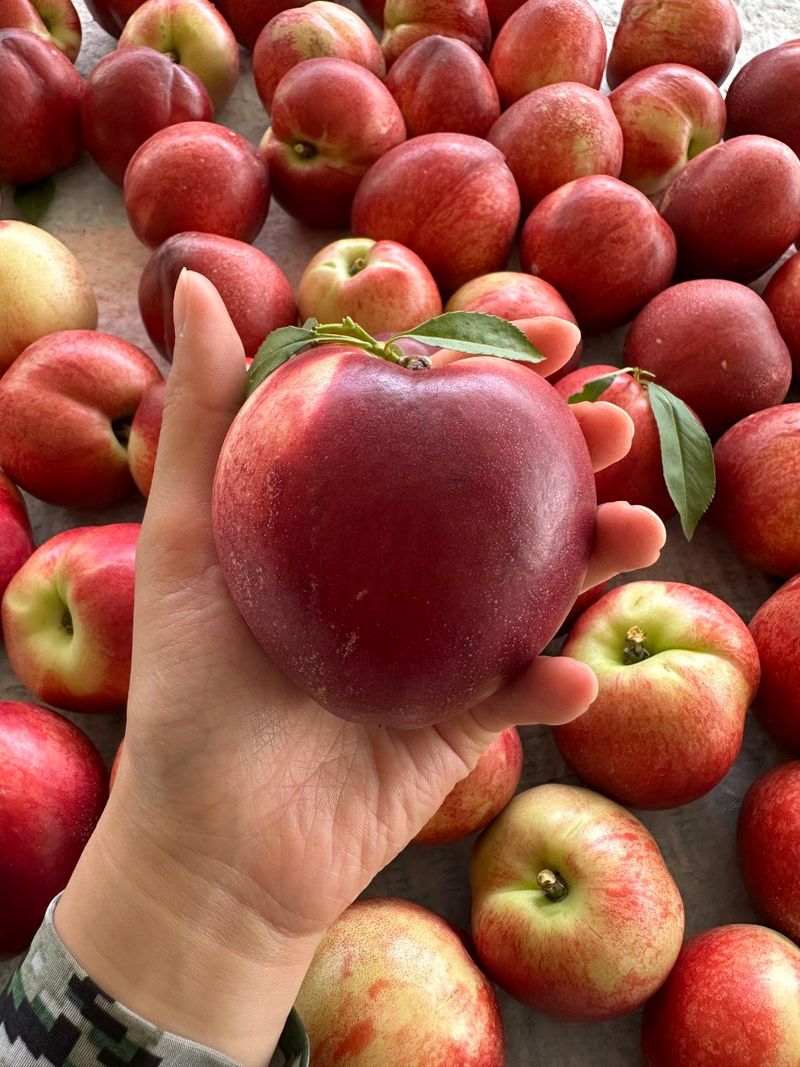 장터 상품 [신비복숭아 5키로] 썸네일