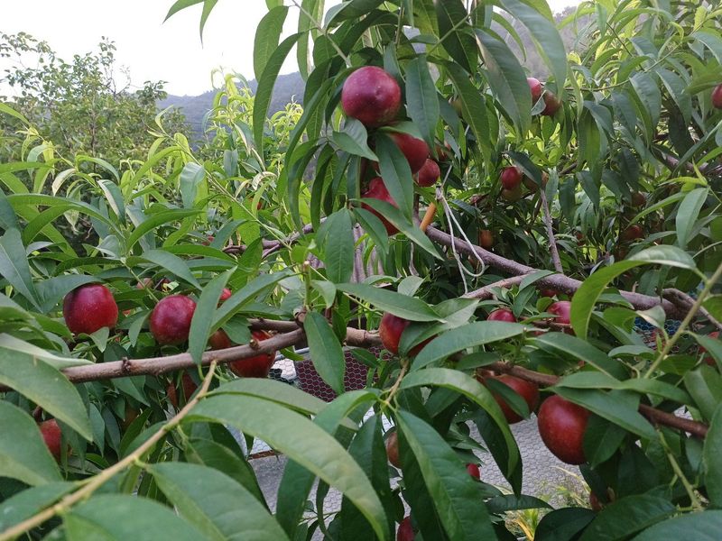 배경수 님의 장터 판매 상품 [신비복숭아 5키로] 첨부 사진