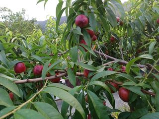 배경수 님의 작성글 사진