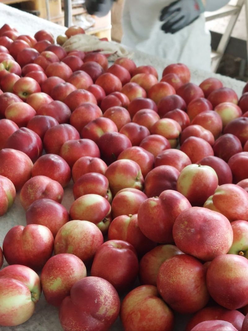 배경수 님의 장터 판매 상품 [신비복숭아 5키로] 첨부 사진