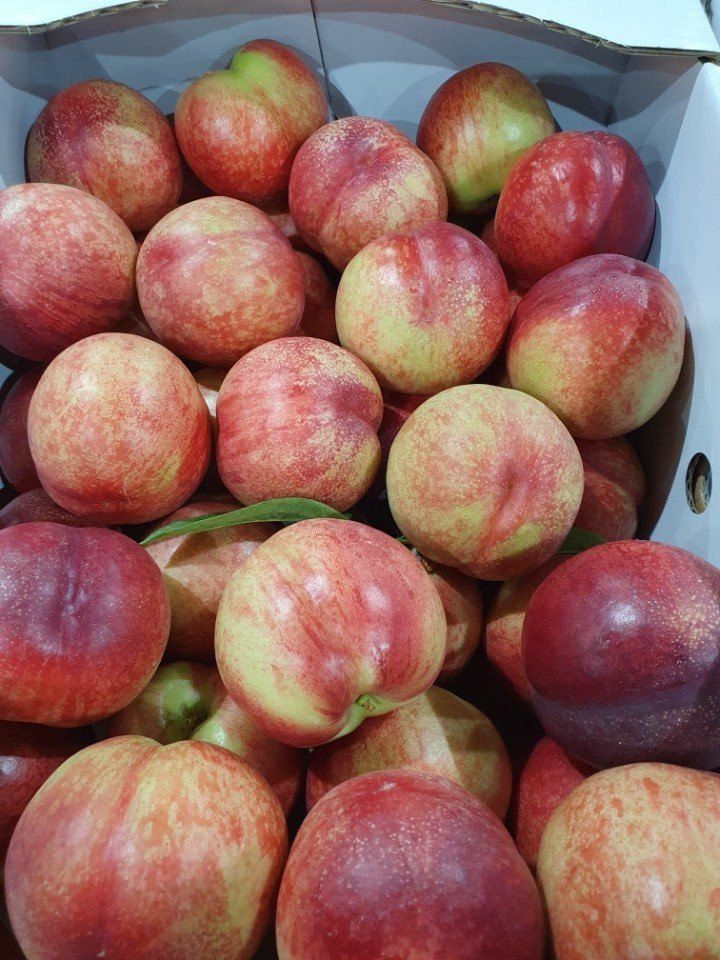 배경수 님의 장터 판매 상품 [신비복숭아 5키로] 첨부 사진