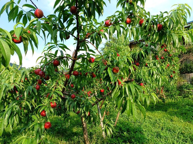 배경수 님의 장터 판매 상품 [신비복숭아 5키로] 첨부 사진