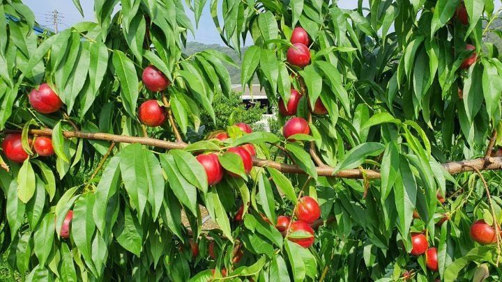 배경수 님의 장터 판매 상품 [신비복숭아 5키로] 첨부 사진