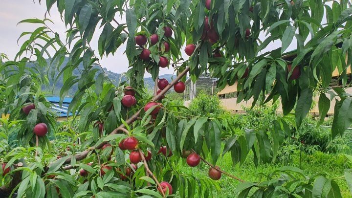 배경수 님의 장터 판매 상품 [신비복숭아 5키로] 첨부 사진
