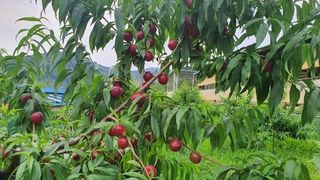 배경수 님의 작성글 사진