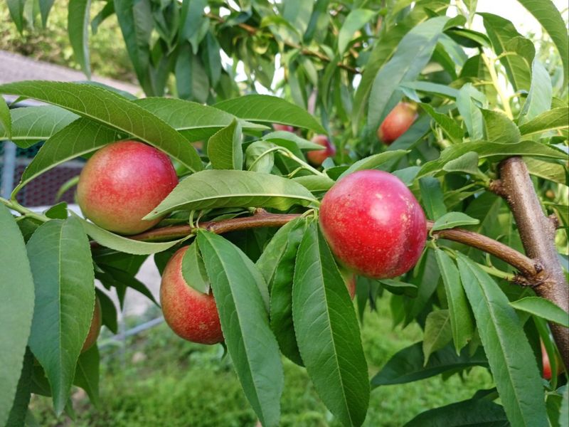 배경수 님의 장터 판매 상품 [신비복숭아 5키로] 첨부 사진