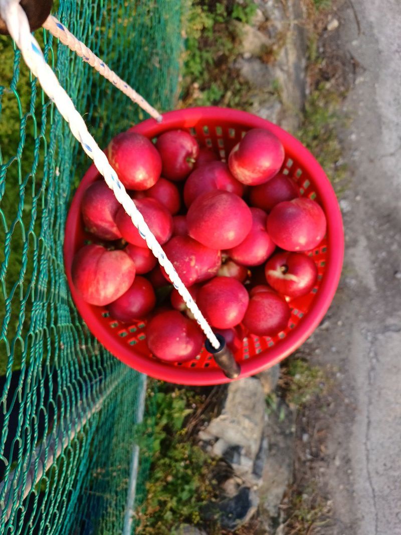 배경수 님의 장터 판매 상품 [신비복숭아 5키로] 첨부 사진
