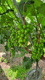 팜모닝 포도·영농일지 게시글 이미지