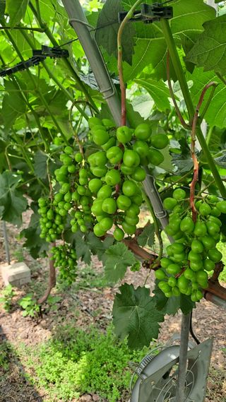 모포리흰개 님의 포도 · 영농일지 작성글 사진