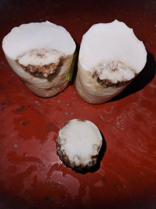 백수현님의 6월 내 작물 자랑하기🌱 · 참여글 작성글 사진