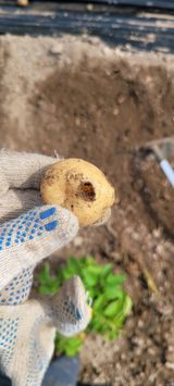 팜모닝 감자·병해충상담 게시글 이미지