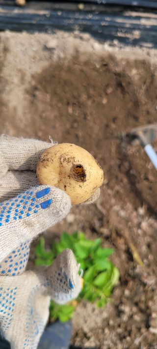 스테파노1님의 감자 · 병해충상담 작성글 사진