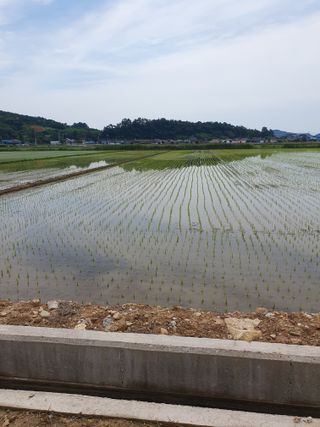 금강석님의 벼 · 영농일지 작성글 사진