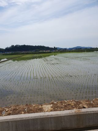 금강석님의 벼 · 영농일지 작성글 사진