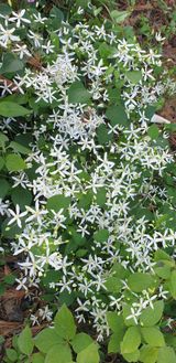 팜모닝 6월 내 작물 자랑하기🌱·참여글 게시글 이미지