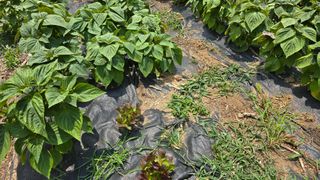 이종애님의 들깨 · 영농일지 작성글 사진