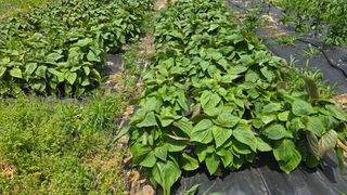 이종애님의 들깨 · 영농일지 작성글 사진