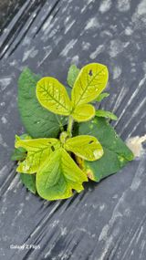 팜모닝 콩·영농일지 게시글 이미지