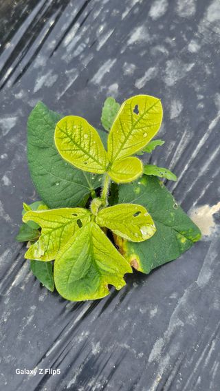 월륭 이은섭님의 콩 · 영농일지 작성글 사진