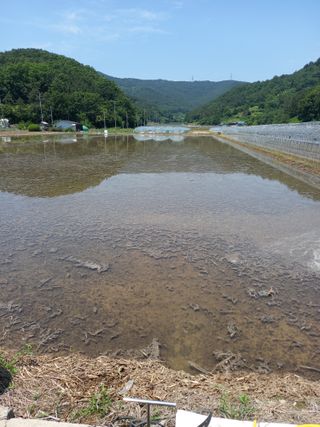 박영석님의 벼 · 영농일지 작성글 사진