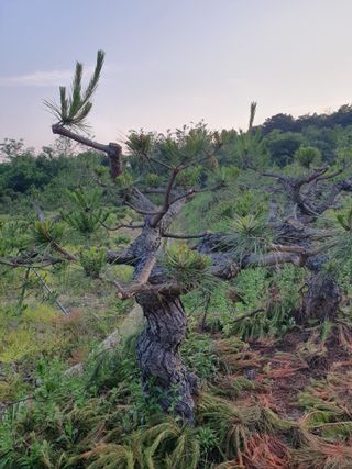 작은소나무님의 6월 내 작물 자랑하기🌱 · 참여글 작성글 사진