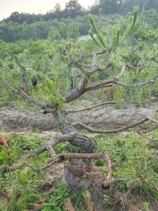 작은소나무님의 6월 내 작물 자랑하기🌱 · 참여글 작성글 사진