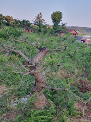 작은소나무님의 6월 내 작물 자랑하기🌱 · 참여글 작성글 사진