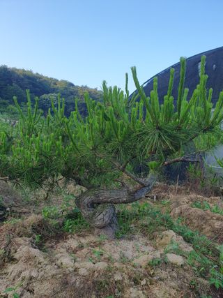 작은소나무님의 6월 내 작물 자랑하기🌱 · 참여글 작성글 사진