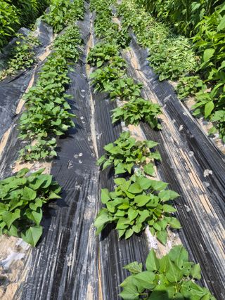 어설푼도시농부님의 고구마 · 영농일지 작성글 사진
