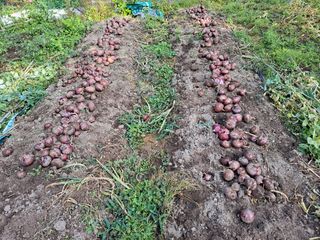 농사초보.동기님의 양파 · 영농일지 작성글 사진