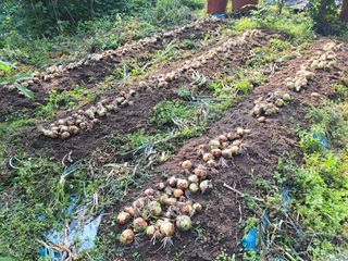 농사초보.동기님의 양파 · 영농일지 작성글 사진