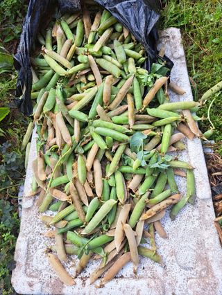농사초보.동기님의 양파 · 영농일지 작성글 사진