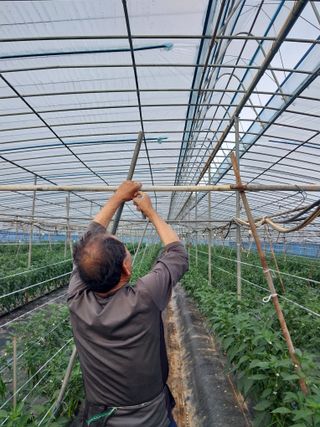 하늘샘(하경수)님의 고추 · 영농일지 작성글 사진
