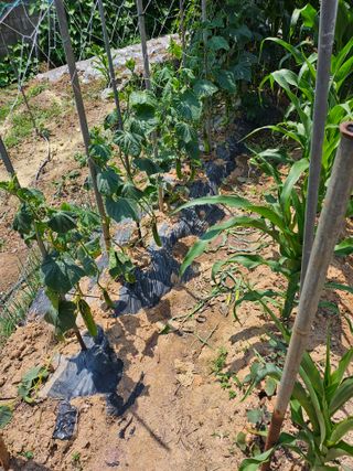 임은주님의 자유주제 · 사진전 작성글 사진