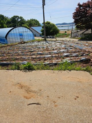 김서운님의 고추 · 영농일지 작성글 사진