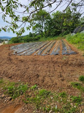 김서운님의 고추 · 영농일지 작성글 사진