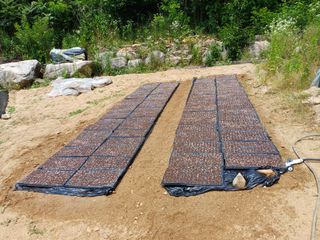 감7195님의 들깨 · 영농일지 작성글 사진