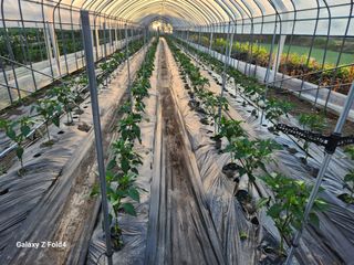 김형용님의 고추 · 영농일지 작성글 사진