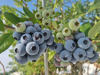 김현숙 블루베리 작두콩님의 블루베리 · 영농일지 작성글 사진