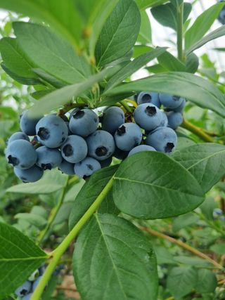 김현숙 블루베리 작두콩님의 블루베리 · 영농일지 작성글 사진