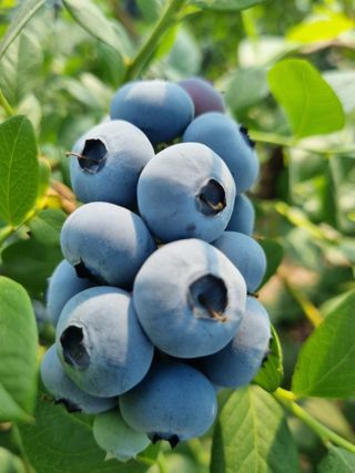 김현숙 블루베리 작두콩님의 블루베리 · 영농일지 작성글 사진