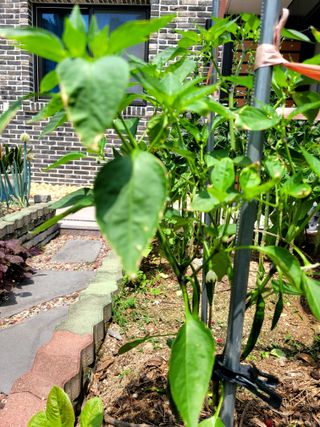 죽암호진님의 고추 · 영농일지 작성글 사진