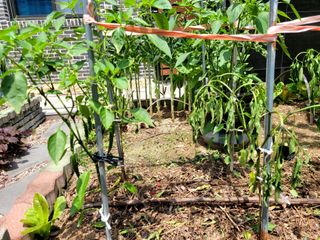 죽암호진님의 고추 · 영농일지 작성글 사진