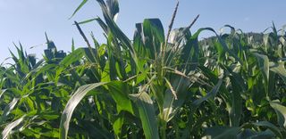 최춘득 청대산 님의 6월 내 작물 자랑하기🌱 · 참여글 작성글 사진