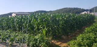 최춘득 청대산 님의 6월 내 작물 자랑하기🌱 · 참여글 작성글 사진