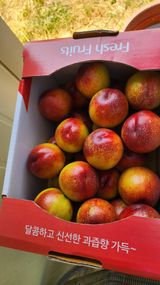 팜모닝 복숭아·영농일지 게시글 이미지