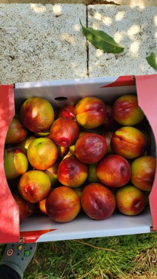 김호영님의 복숭아 · 영농일지 작성글 사진