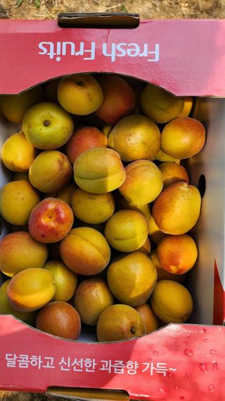 김호영님의 복숭아 · 영농일지 작성글 사진