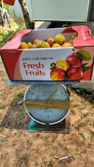 김호영님의 복숭아 · 영농일지 작성글 사진