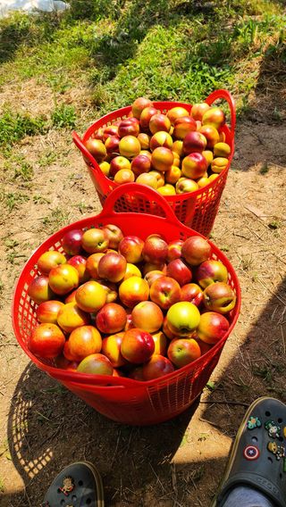 김호영님의 복숭아 · 영농일지 작성글 사진